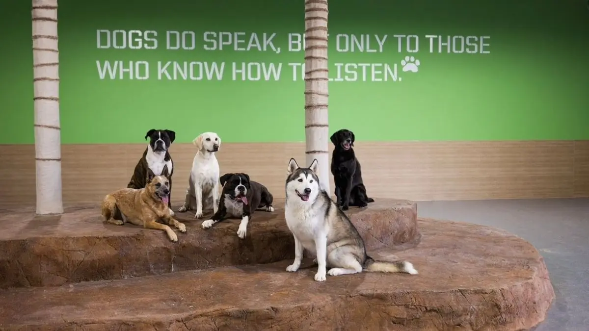 Dog Boarding Orange County: The Real Benefits of Professional Pet Care