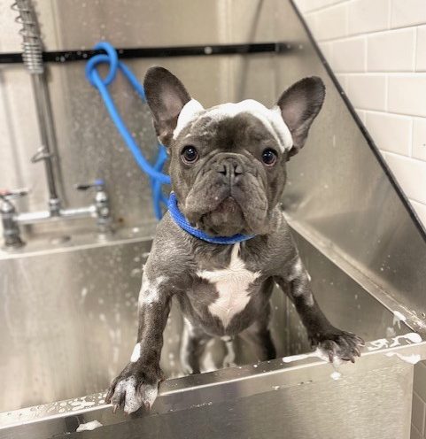 Grooming and Bath Services