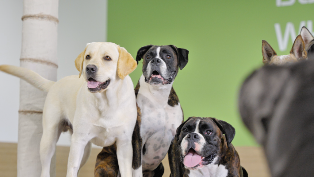 Monitoring and Communication During Your Dog's Stay