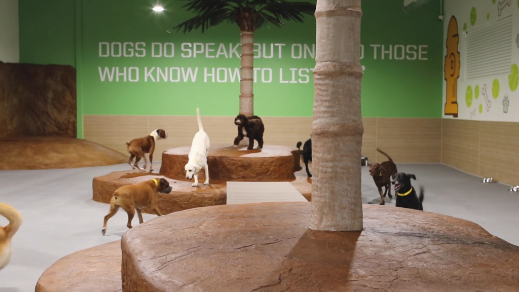 Play Areas Designed for Canine Enjoyment