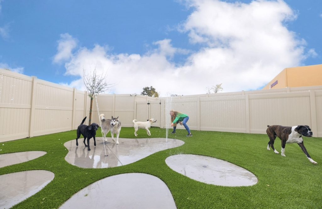 What Your Dog Actually Does All Day