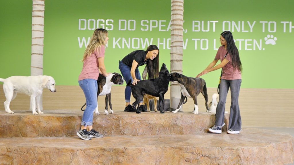 dog daycare corona