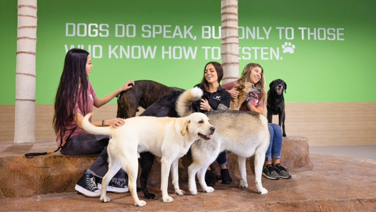Dog Daycare in Irvine That Prioritizes Safety, Fun, and Socialization