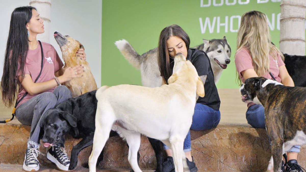 Overnight Dog Boarding Corona CA – What to Expect on a Pup Sleepover