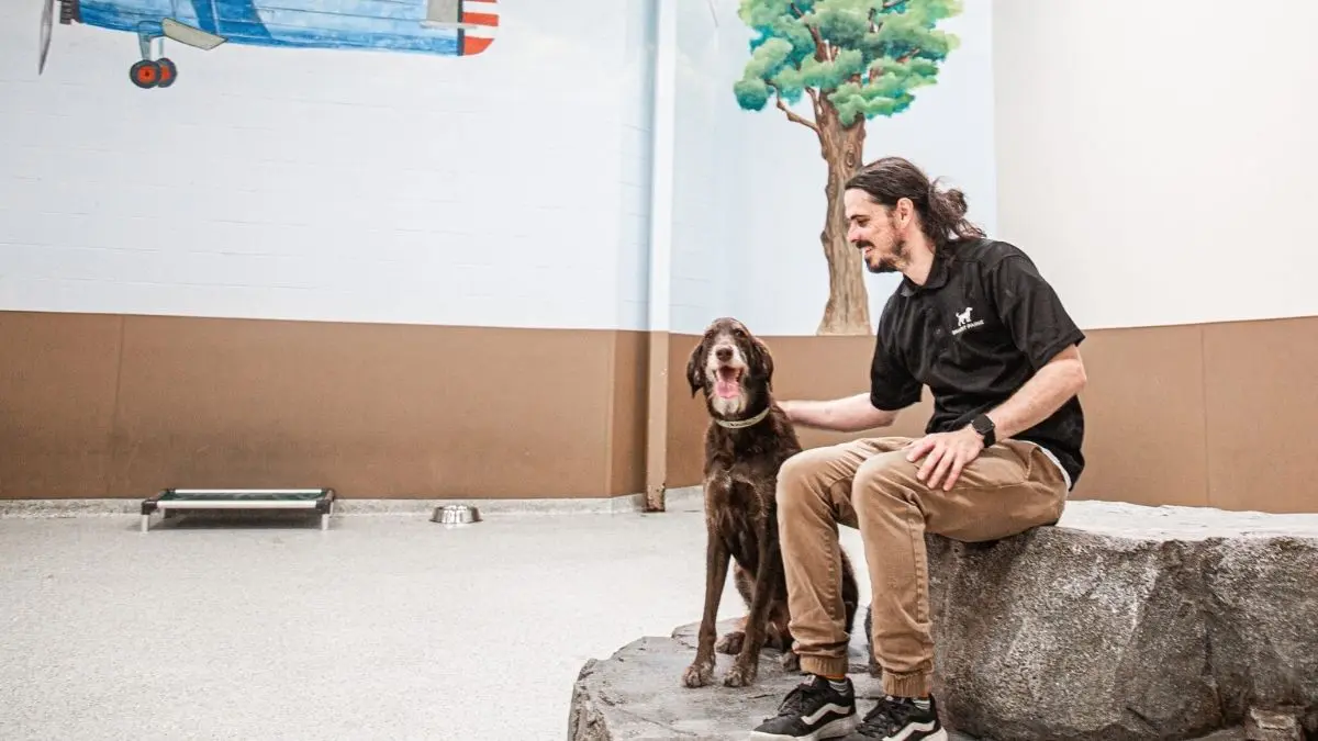 After-Work Dog Daycare Options in Orange County, CA