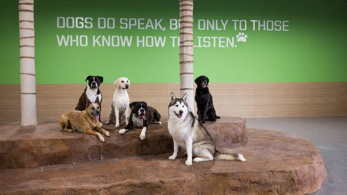 Dog Boarding Facilities Open on Weekends in California