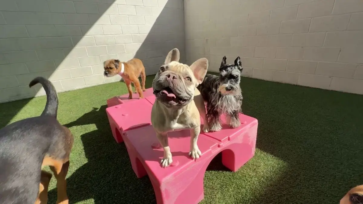 Dog Day Camp in West Lake Village – Safe, Social, and Supervised