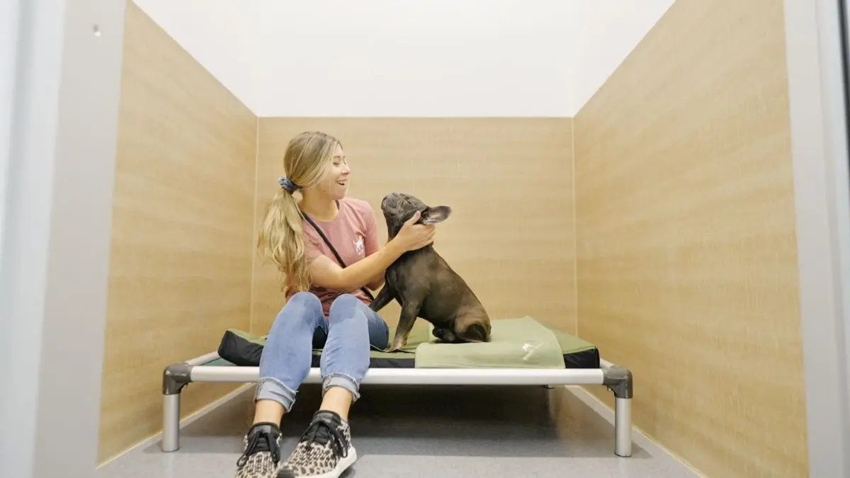 Pet Boarding in Corona, CA That Offers Live Webcams