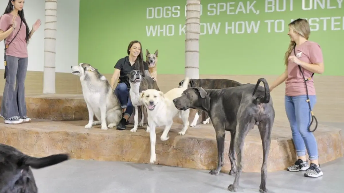 Pet Boarding Facilities with Indoor & Outdoor Play Areas