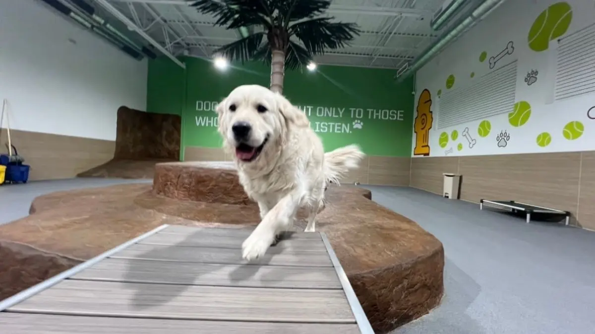What to Look for in a Safe Boarding Facility for Large Dogs