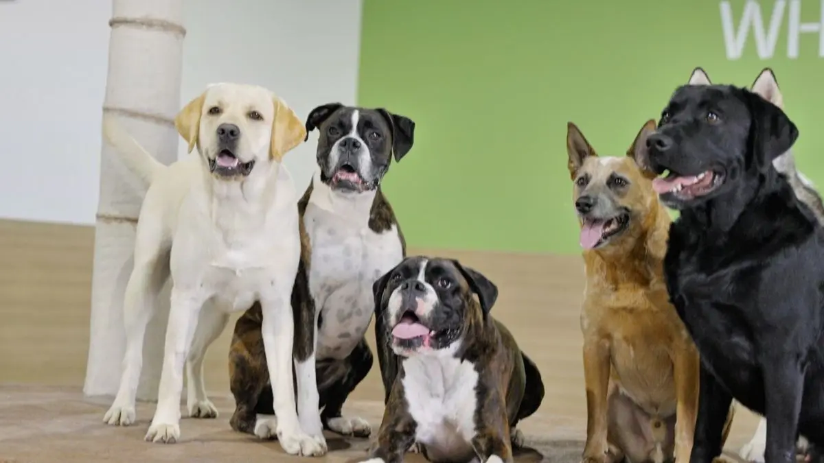 Where to Board Your Dog While on Vacation in California