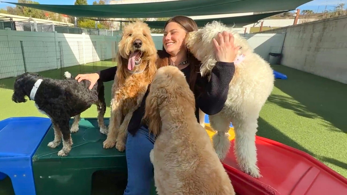 Effective Dog Day Training in Corona: Confidence, Focus, and Fun