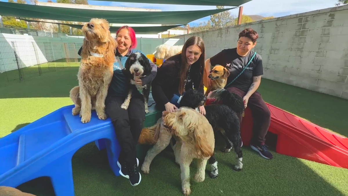 All-Inclusive Dog Day Camp Near Huntington Beach: Premium Care for Your Companion