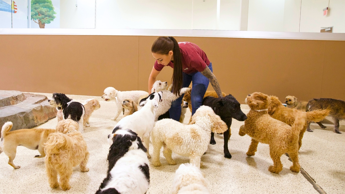Dog Day Training Orange County: Building Good Habits for Life