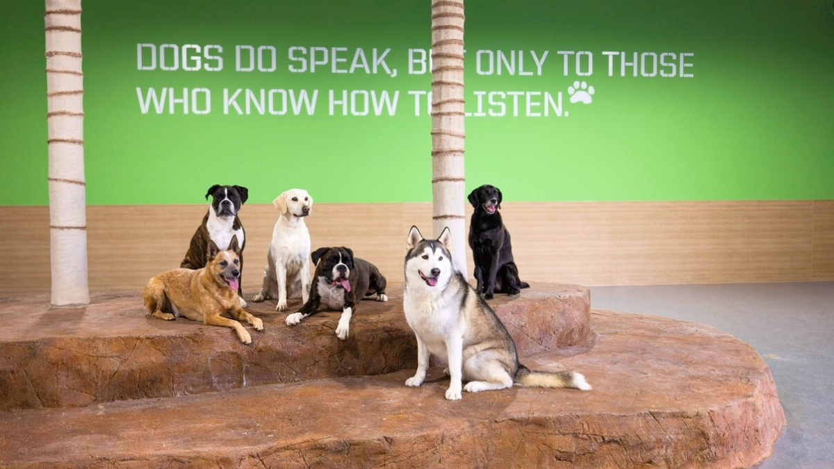 Dog Boarding and Training in Orange County: The Complete Guide to Combined Pet Care