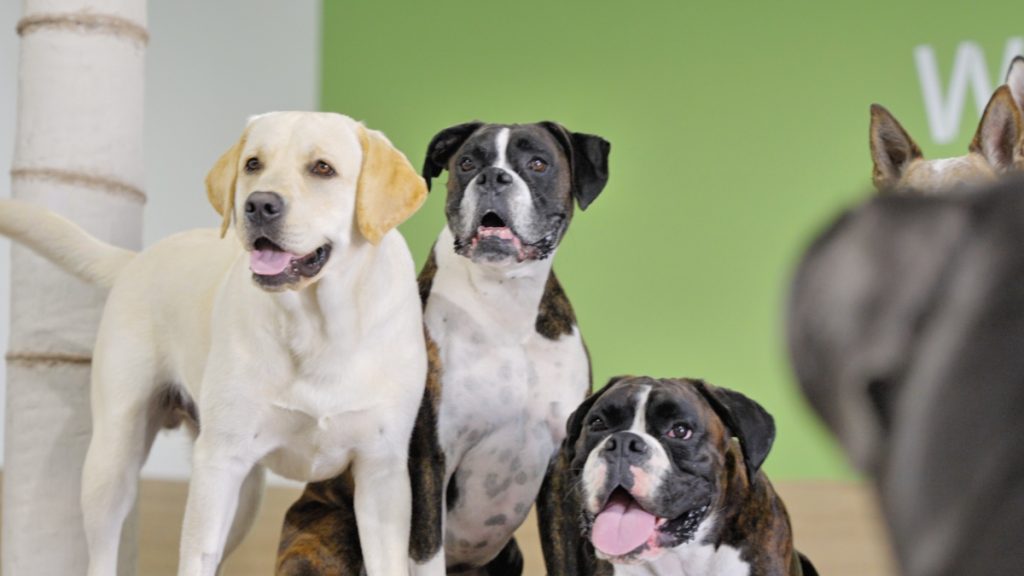 Dogs are Creatures of Habit