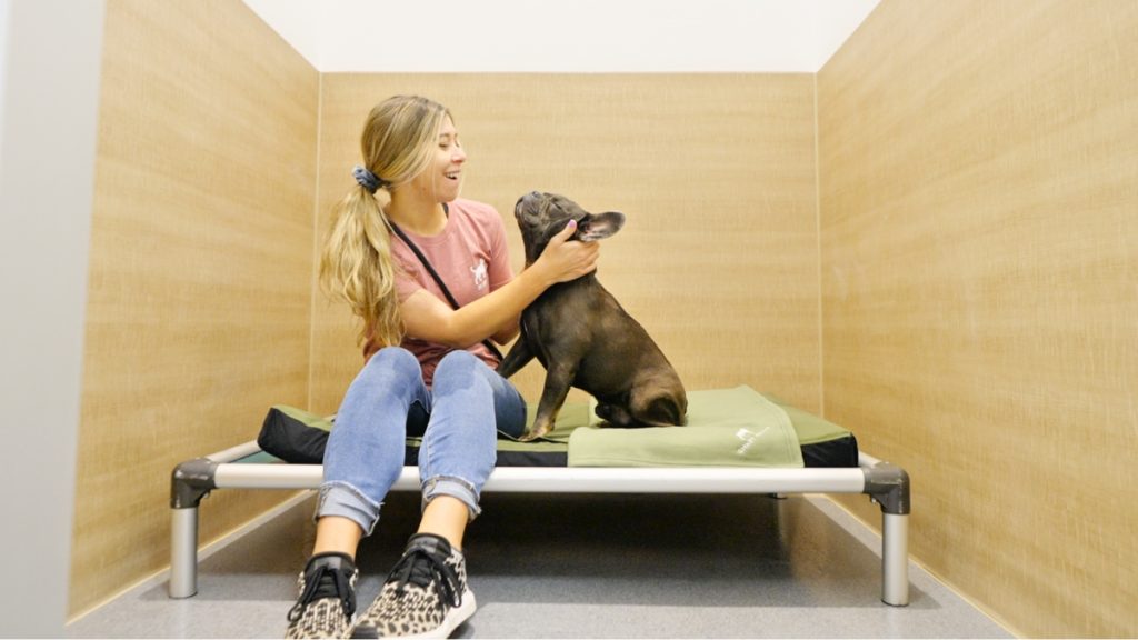 Understanding Dog Boarding and Training Services