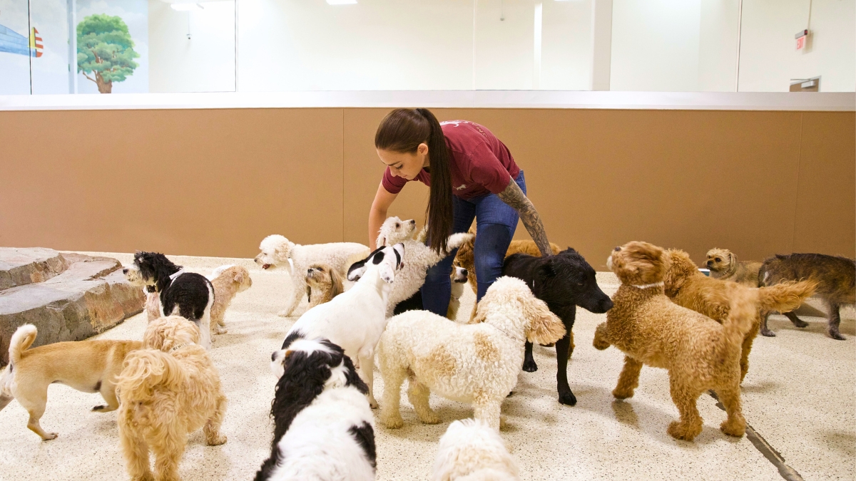 Expert Doggy Daycare Costa Mesa: Enrichment, Socialization, and Stress Reduction